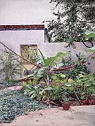 Patio con Hamaca 1978 24x18